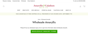 Amaryllis - Surprise Package Bulbs