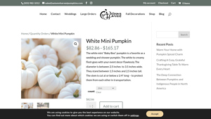 Autumn Harvest - White Mini Pumpkin