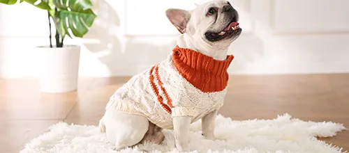 A stock image illustrating dog apparel wholesale concepts