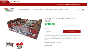 Holland Beauty - Bulk Hybrid Amaryllis Bulbs