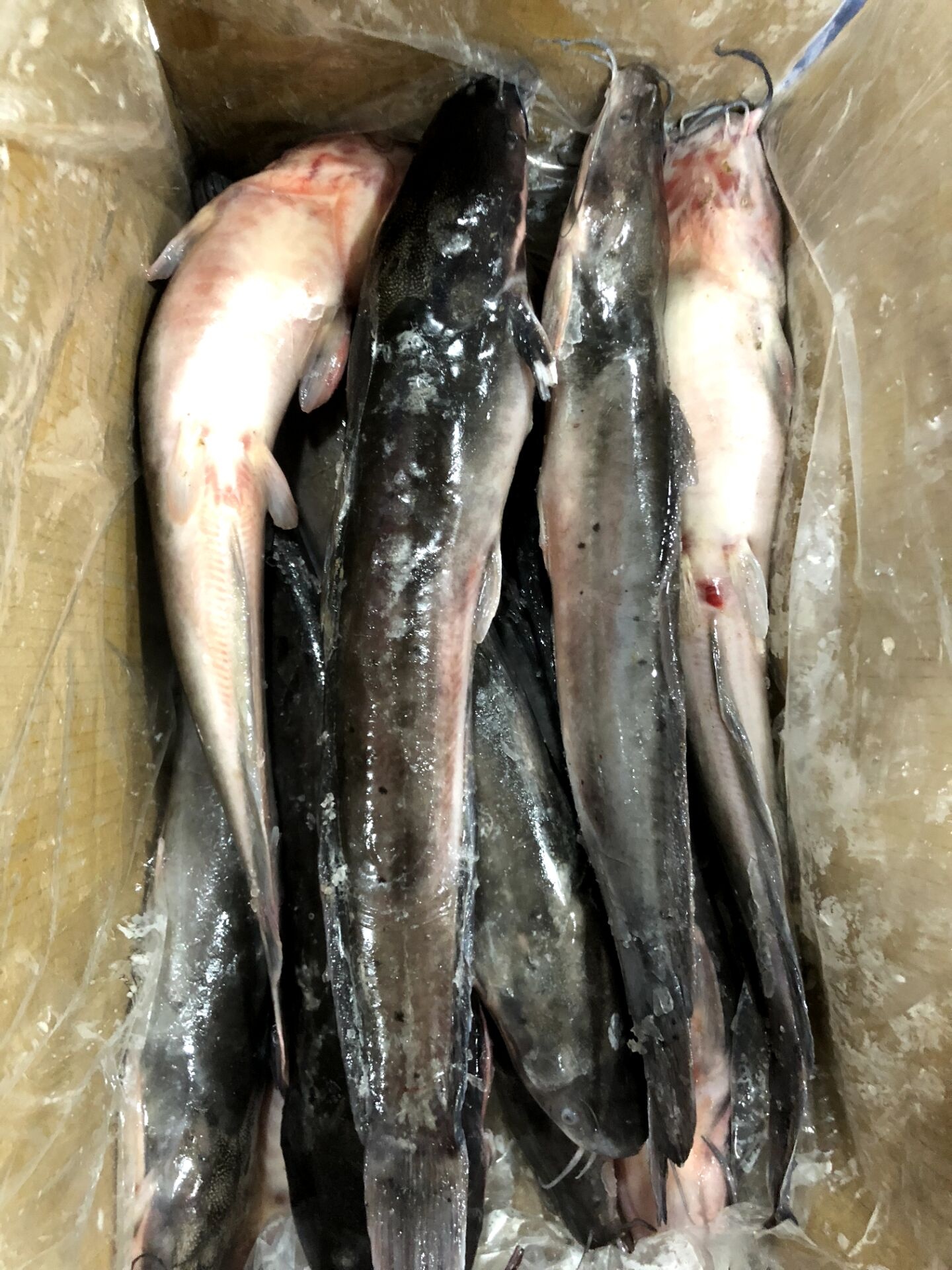 A stock image illustrating wholesale catfish suppliers concepts